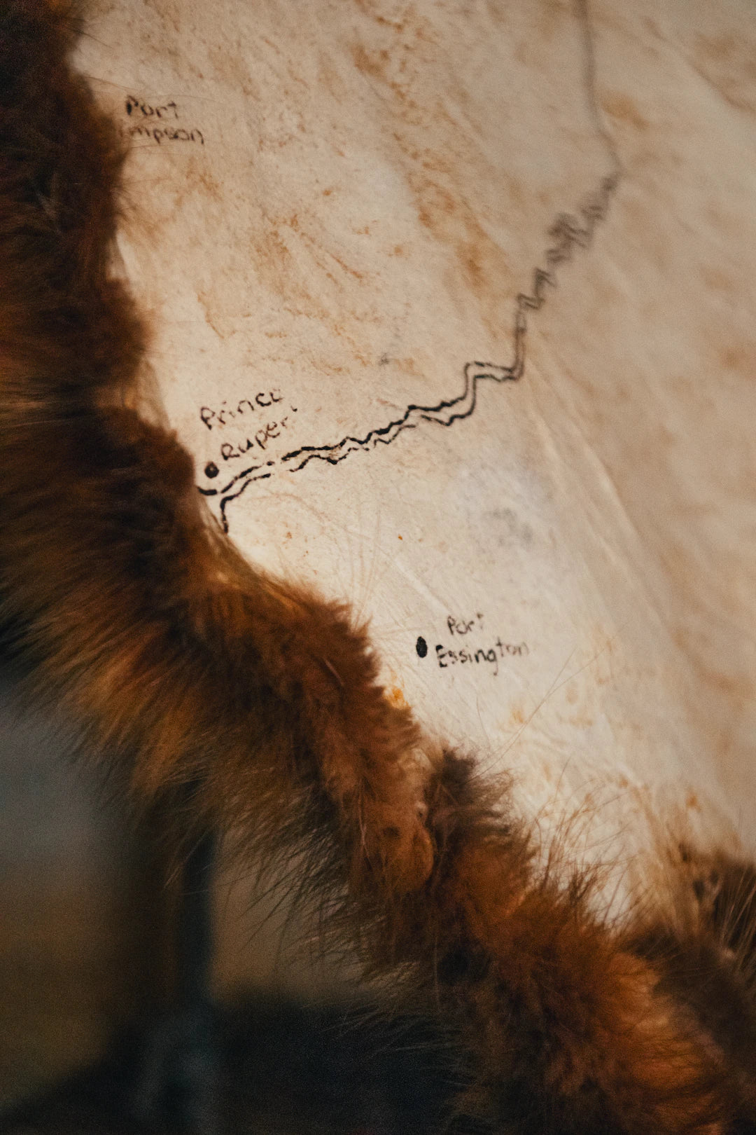 Explore the World with Kids' Animal-Themed Wallpapers