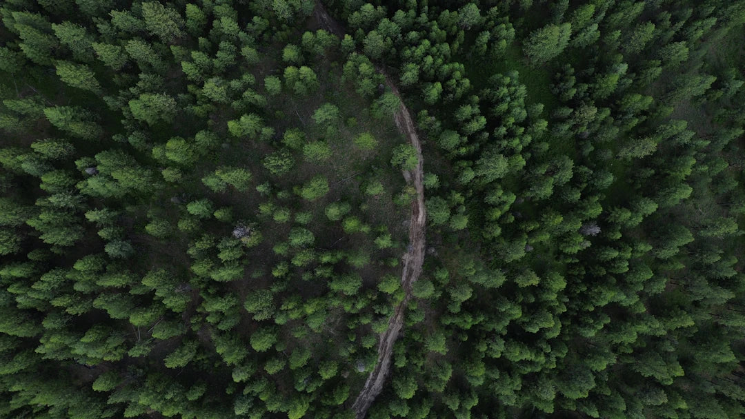 Transform Your Space with Nature-Inspired Wallpaper Designs