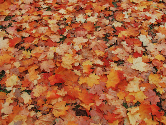 Transform Your Space With Seasonal Wallpaper Styles