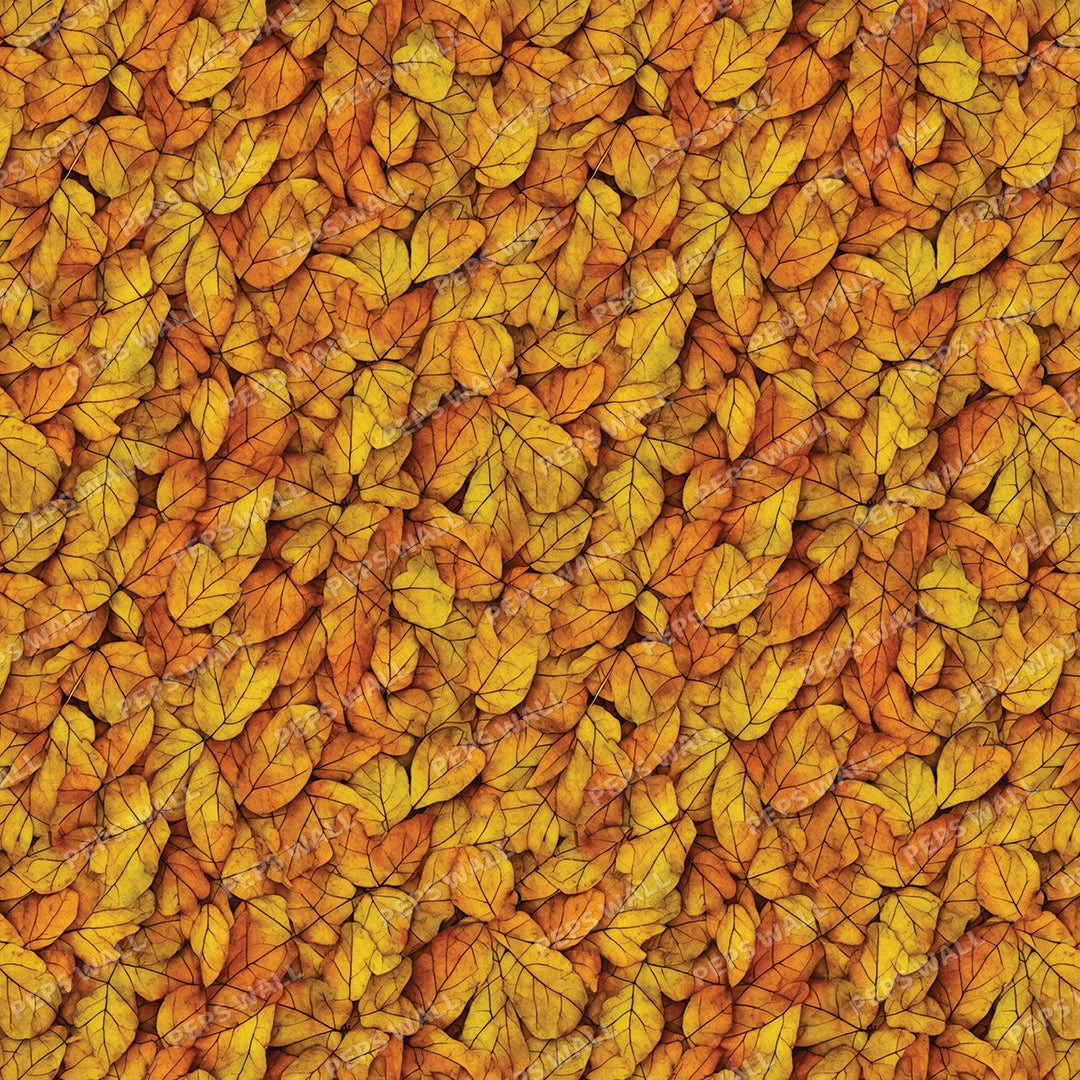 Autumn Autumn