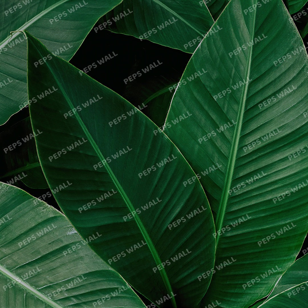 Palm Leaves 25