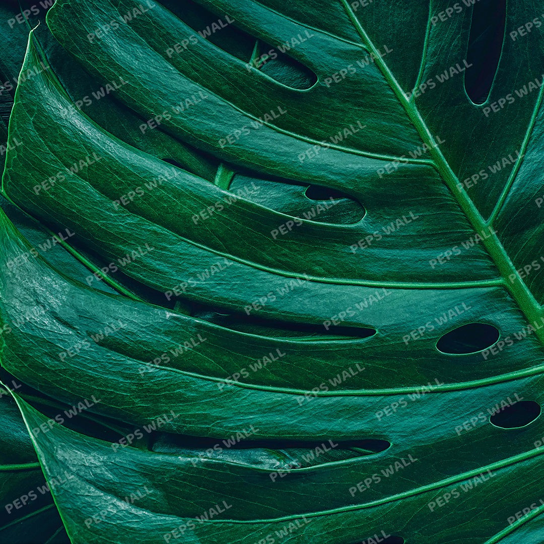 Palm Leaves 25