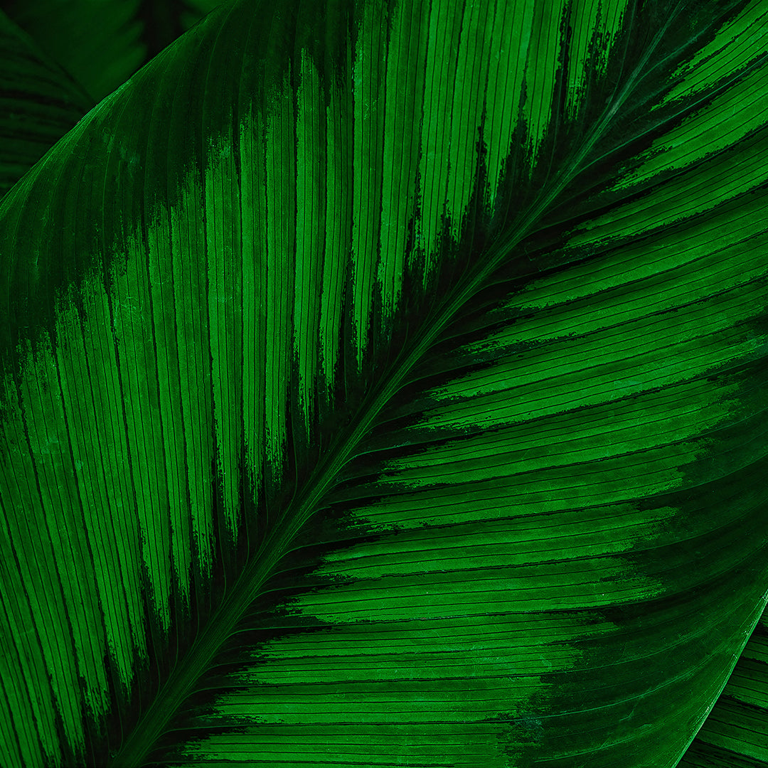 Green Leaves Collection