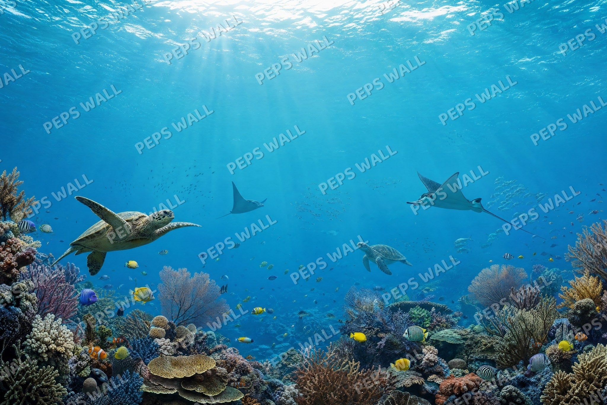 Coral Reef Panorama
